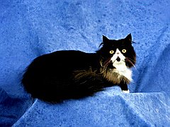 St. Clair, Bicolor Persian